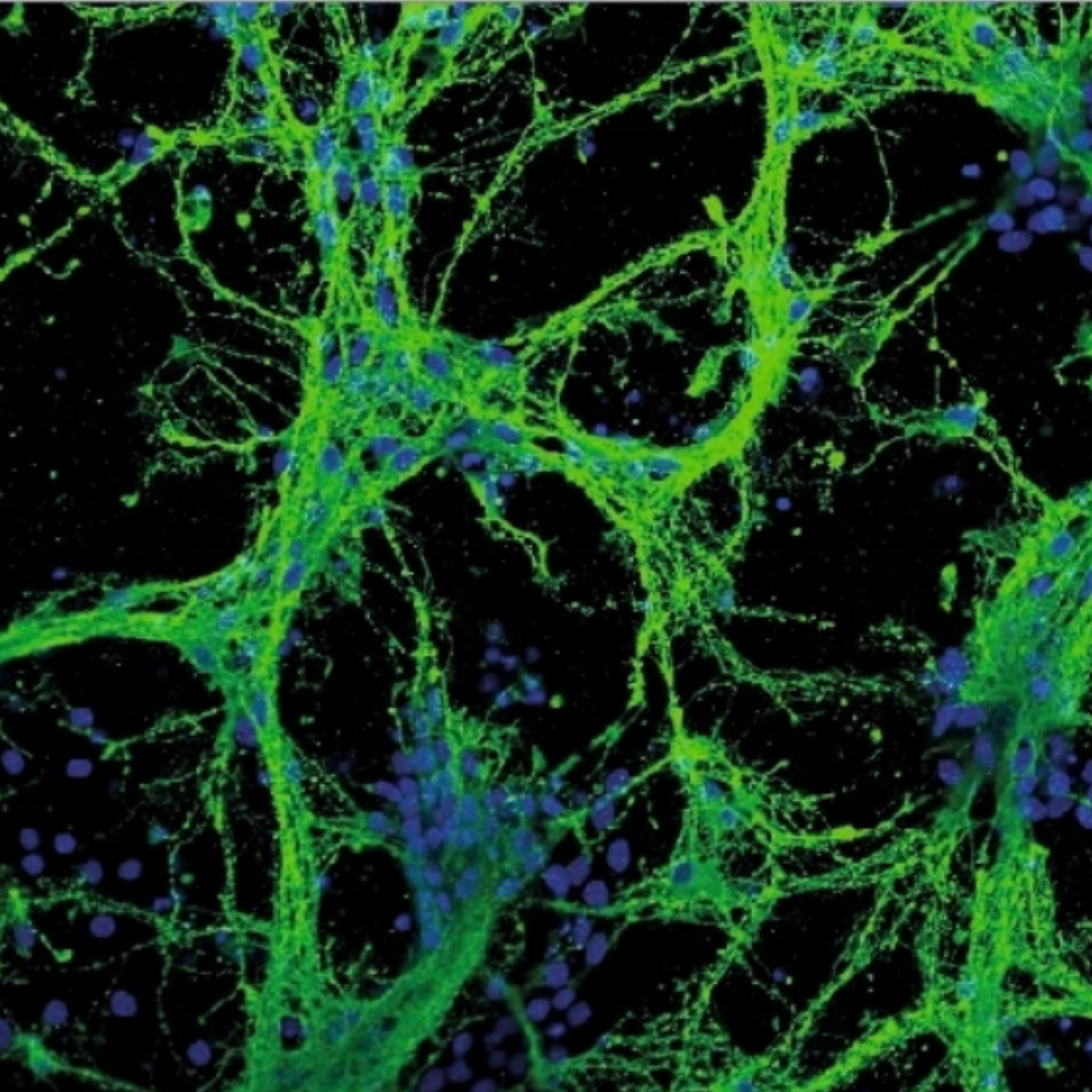 Image of neurons from the midbrain region