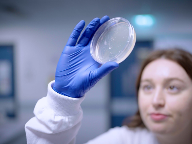 Researcher holding up a Petri dish wearing a purple glove