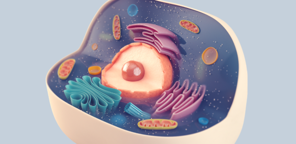Artistic representation of inside of cell with different organelles