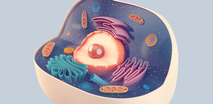 Artistic representation of inside of cell with different organelles